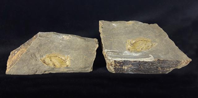 Kettneraspis seiberti BASSE in BASSE & MLLER 2004 - Bild © FossNet FossilienStore